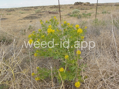 beeplant, yellow
